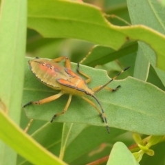 Amorbus sp. (genus) (Eucalyptus Tip bug) at Carwoola, NSW - 11 Mar 2022 by Liam.m