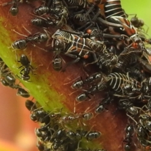 Eurymelinae (subfamily) at Carwoola, NSW - 12 Mar 2022