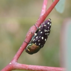 Diphucrania leucosticta at Carwoola, NSW - 12 Mar 2022