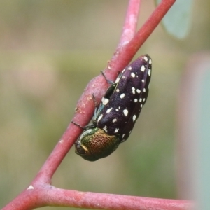 Diphucrania leucosticta at Carwoola, NSW - 12 Mar 2022