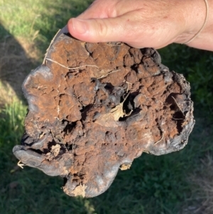 Sanguinoderma rude at Gundaroo, NSW - suppressed