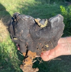 Sanguinoderma rude at Gundaroo, NSW - suppressed