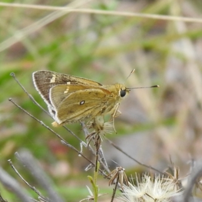 Trapezites luteus (Yellow Ochre, Rare White-spot Skipper) at Carwoola, NSW - 12 Mar 2022 by Liam.m