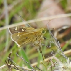 Trapezites luteus at Carwoola, NSW - 12 Mar 2022