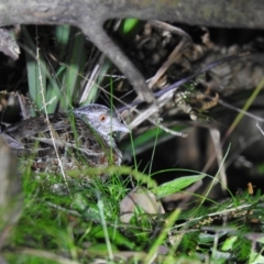 Turnix varius (Painted Buttonquail) at Farringdon, NSW - 12 Mar 2022 by Liam.m