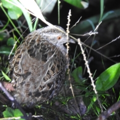 Turnix varius at Farringdon, NSW - 12 Mar 2022