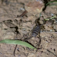 Urodacus manicatus at Hackett, ACT - 12 Mar 2022 07:54 PM