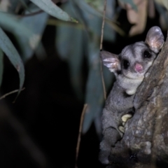 Petaurus notatus at Hackett, ACT - 12 Mar 2022