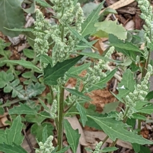 Chenopodium album at Watson, ACT - 13 Mar 2022