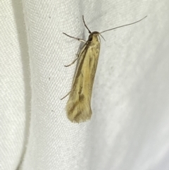 Corynotricha antipodella (a Concealer Moth) at Numeralla, NSW - 12 Mar 2022 by Steve_Bok