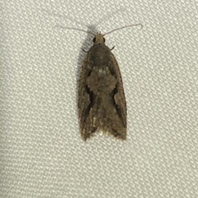 Euphona GROUP decolorana (Euphona GROUP decolorana) at Numeralla, NSW - 12 Mar 2022 by Steve_Bok