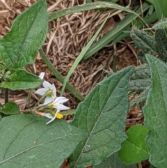 Solanum nigrum (Black Nightshade) at Watson, ACT - 13 Mar 2022 by abread111