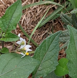 Solanum nigrum at Watson, ACT - 13 Mar 2022 03:04 PM