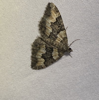 Chrysolarentia gypsomela (Gypsum Carpet) at Numeralla, NSW - 12 Mar 2022 by SteveBorkowskis