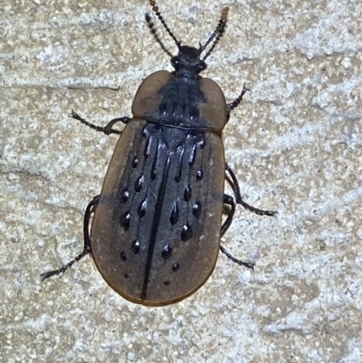 Ptomaphila lacrymosa (Carrion Beetle) at Numeralla, NSW - 12 Mar 2022 by SteveBorkowskis