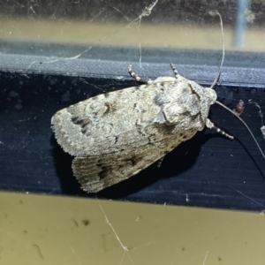 Proteuxoa capularis at Numeralla, NSW - 12 Mar 2022