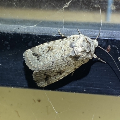 Proteuxoa capularis (Half-moon Noctuid) at Numeralla, NSW - 12 Mar 2022 by SteveBorkowskis
