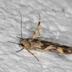 Stathmopoda melanochra (An Oecophorid moth (Eriococcus caterpillar)) at Melba, ACT - 14 Jan 2022 by kasiaaus