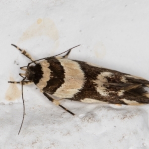 Macrobathra desmotoma at Melba, ACT - 14 Jan 2022