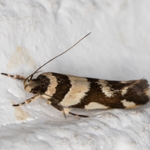 Macrobathra desmotoma at Melba, ACT - 14 Jan 2022