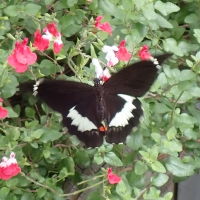 Papilio aegeus (Orchard Swallowtail, Large Citrus Butterfly) at Cook, ACT - 10 Mar 2022 by drakes