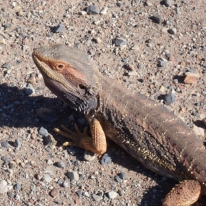 Pogona barbata at Narrangullen, NSW - 13 Mar 2022