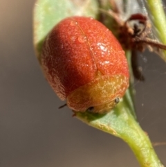 Paropsis variolosa (Variolosa leaf beetle) at Kybeyan State Conservation Area - 13 Mar 2022 by Steve_Bok