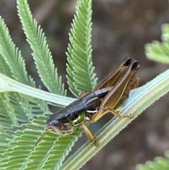 Praxibulus sp. (genus) (A grasshopper) at Numeralla, NSW - 13 Mar 2022 by SteveBorkowskis