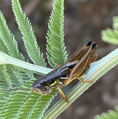 Praxibulus sp. (genus) (A grasshopper) at Numeralla, NSW - 13 Mar 2022 by Steve_Bok