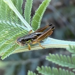 Praxibulus sp. (genus) at Numeralla, NSW - 13 Mar 2022