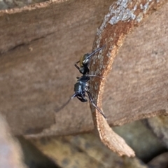 Myrmarachne sp. (genus) (Unidentified Ant-mimic jumping spider) at Kybeyan State Conservation Area - 13 Mar 2022 by Steve_Bok