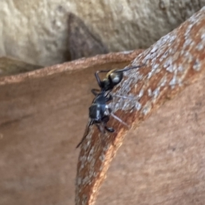 Myrmarachne sp. (genus) at Numeralla, NSW - 13 Mar 2022