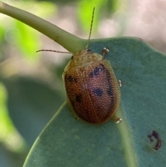 Paropsis atomaria (Eucalyptus leaf beetle) at Kybeyan State Conservation Area - 13 Mar 2022 by Steve_Bok