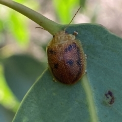 Paropsis atomaria at Numeralla, NSW - 13 Mar 2022