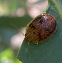 Paropsis atomaria at Numeralla, NSW - 13 Mar 2022