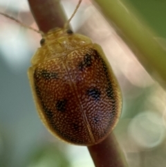 Paropsis atomaria at Numeralla, NSW - 13 Mar 2022