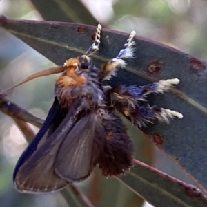 Doratifera oxleyi at Numeralla, NSW - 13 Mar 2022