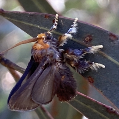 Doratifera oxleyi (Painted Cup Moth) at Kybeyan State Conservation Area - 13 Mar 2022 by Steve_Bok