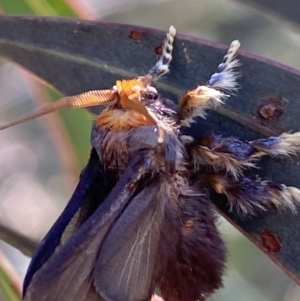 Doratifera oxleyi at Numeralla, NSW - 13 Mar 2022