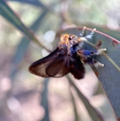 Doratifera oxleyi at Numeralla, NSW - 13 Mar 2022