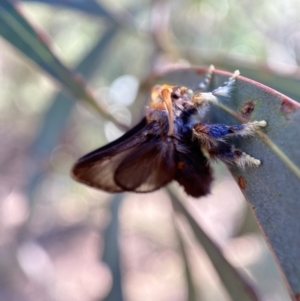 Doratifera oxleyi at Numeralla, NSW - 13 Mar 2022