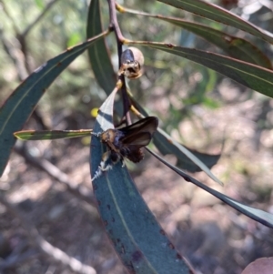 Doratifera oxleyi at Numeralla, NSW - 13 Mar 2022