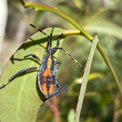 Amorbus (genus) (Eucalyptus Tip bug) at Kybeyan State Conservation Area - 13 Mar 2022 by SteveBorkowskis