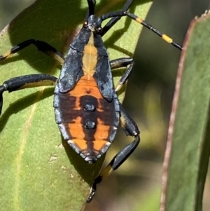 Amorbus sp. (genus) at Numeralla, NSW - 13 Mar 2022