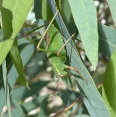 Caedicia simplex (Common Garden Katydid) at Numeralla, NSW - 13 Mar 2022 by SteveBorkowskis