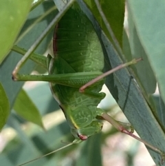 Caedicia simplex at Numeralla, NSW - 13 Mar 2022