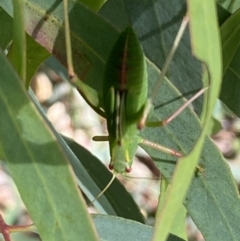 Caedicia simplex at Numeralla, NSW - 13 Mar 2022