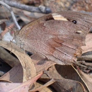 Heteronympha merope at Mullion, NSW - 13 Mar 2022 02:50 PM