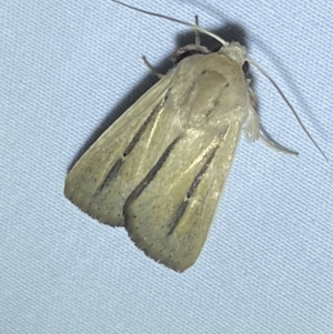 Leucania diatrecta at Numeralla, NSW - 12 Mar 2022