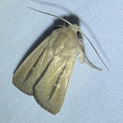 Leucania diatrecta at Numeralla, NSW - suppressed